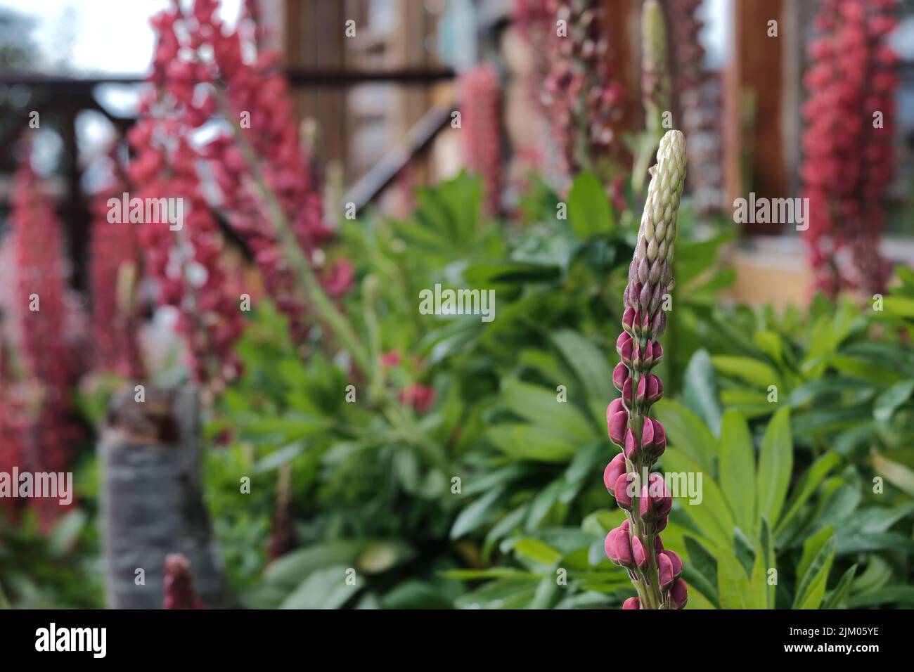 A macro shot of a blooming lupine (Lupinus) flower in the garden Stock Photo