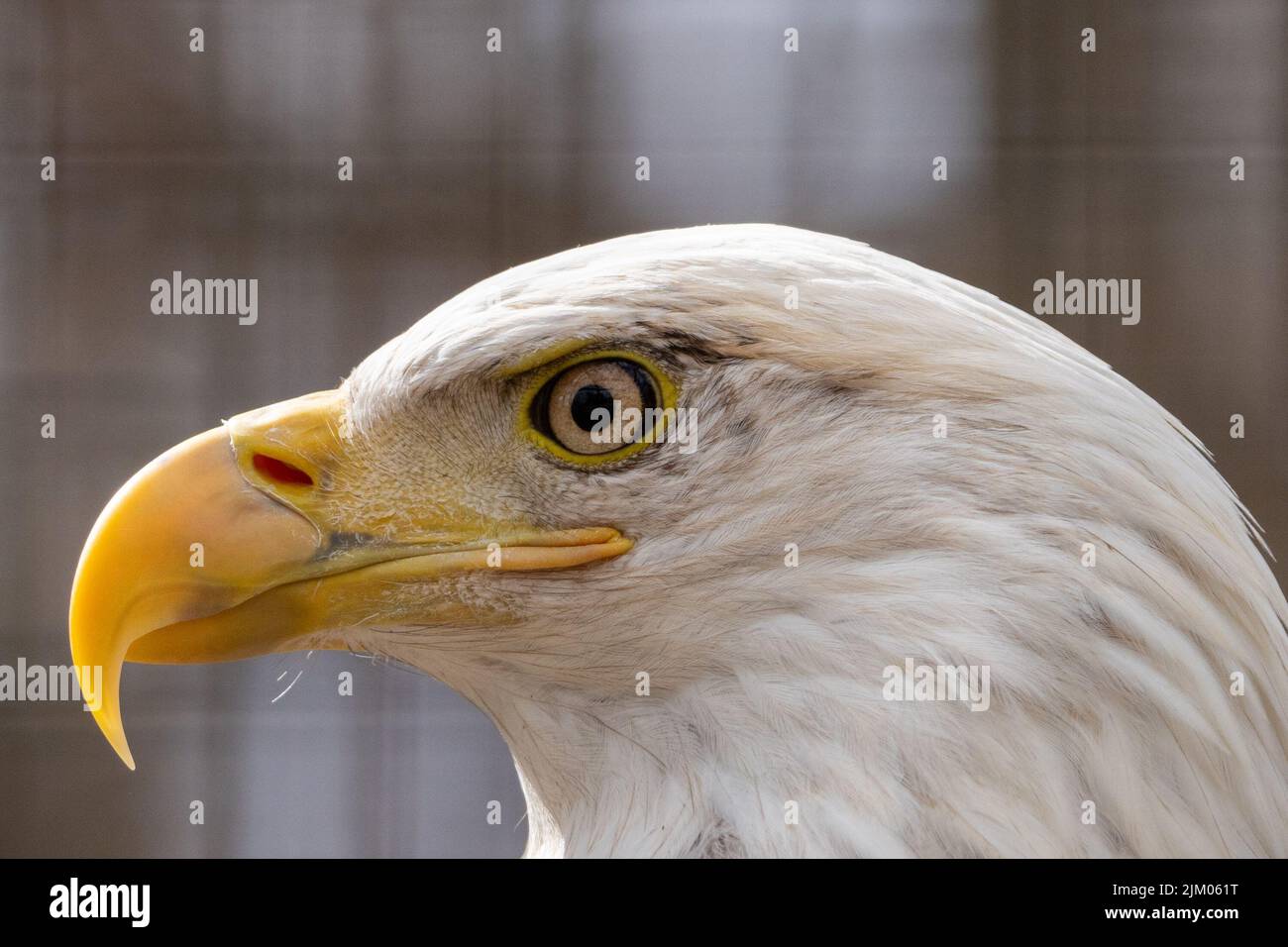 A closeup shot of a beautiful eagle with a yellow beak Stock Photo