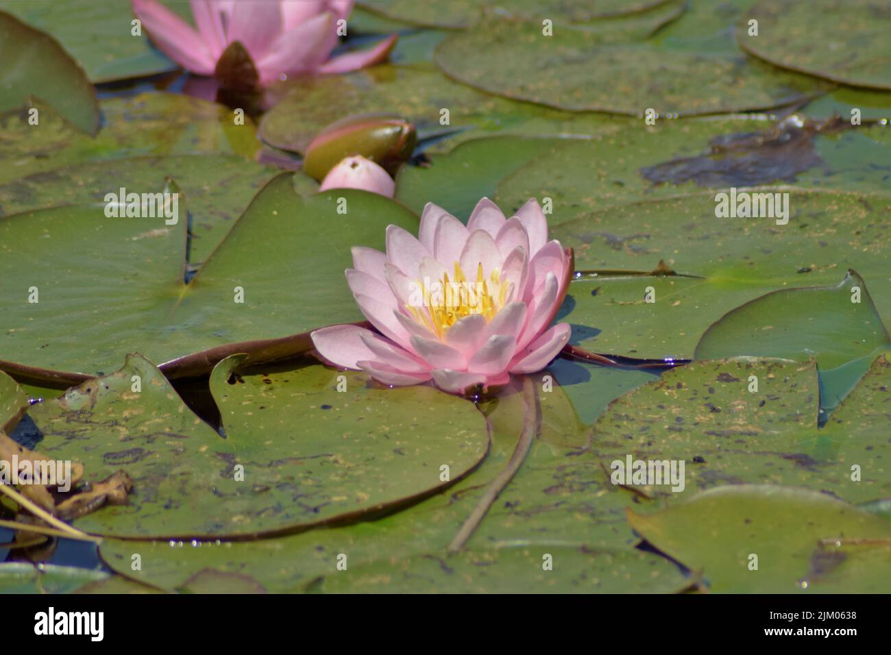 A selective focus shot of a pink lily water flower growing in the pond Stock Photo