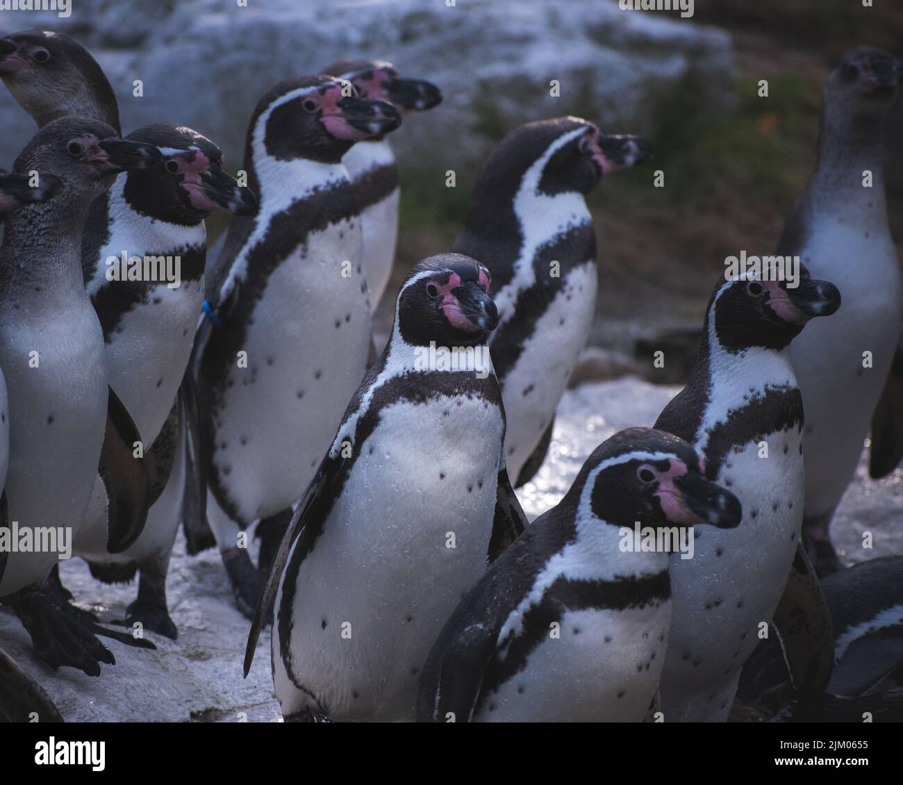 A group of Humboldt penguins standing on a big rock Stock Photo