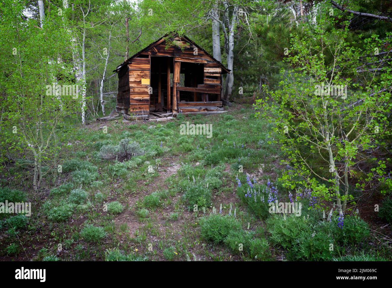 Cabin at the abandoned mining town of Miners Delight in Wyoming. Stock Photo