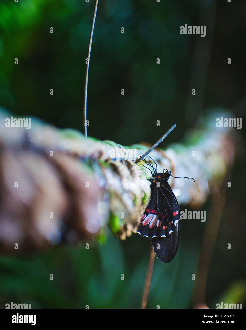 A vertical selective focus shot of a beautiful black butterfly with red and white spots outdoors Stock Photo