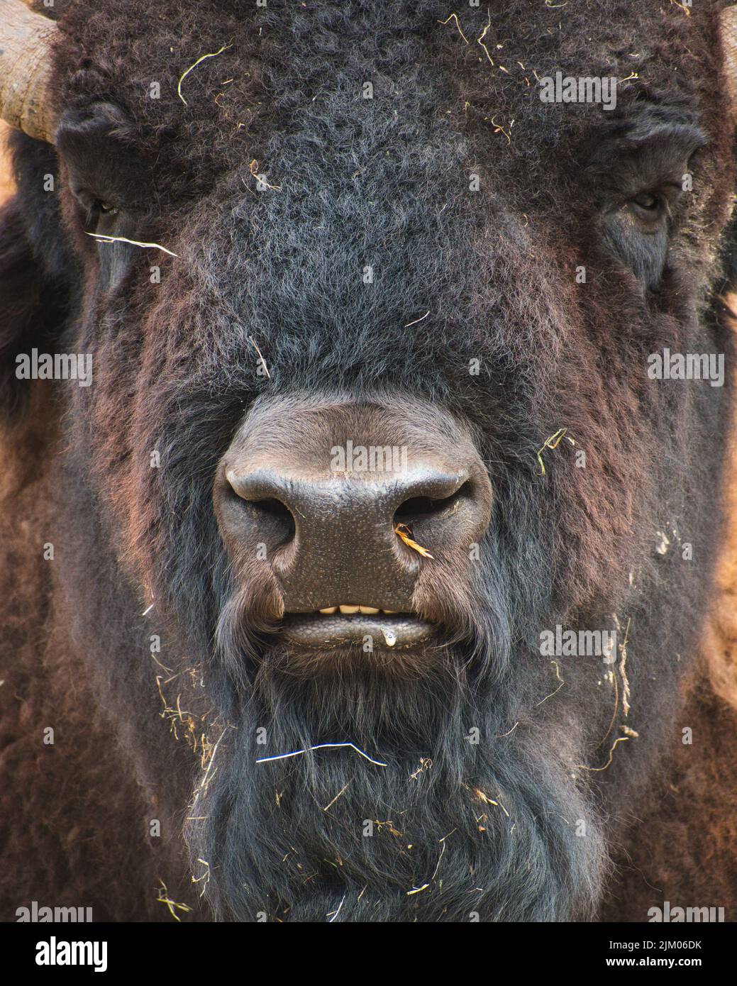 A vertical shot of an American bison head with pieces of dry grass Stock Photo