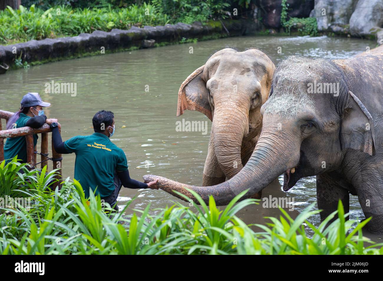 The zookeepers interacting with elephants at Singapore Zoo Stock Photo