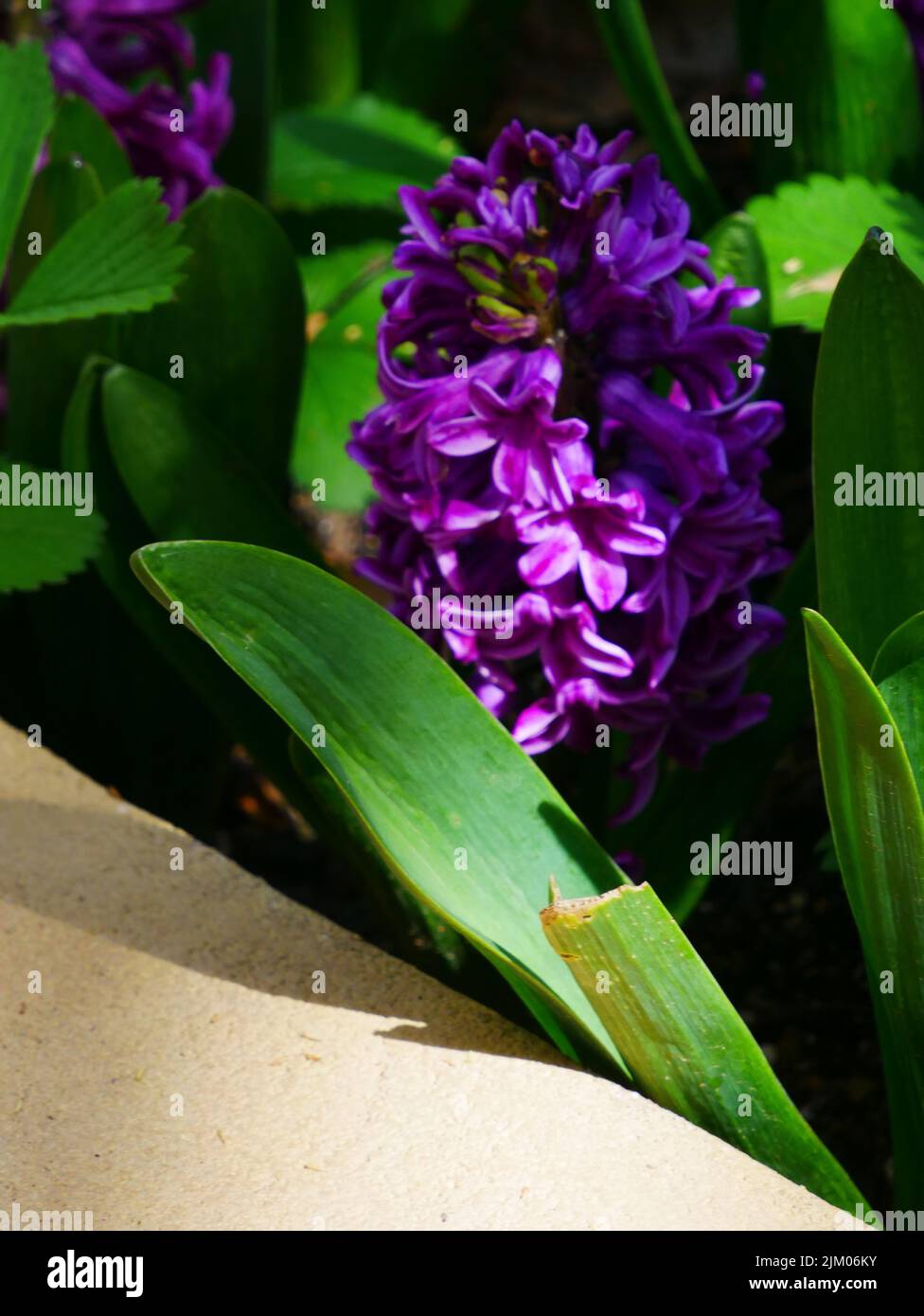 A vertical closeup of purple Hyacinth orientalis growing among green leaves Stock Photo