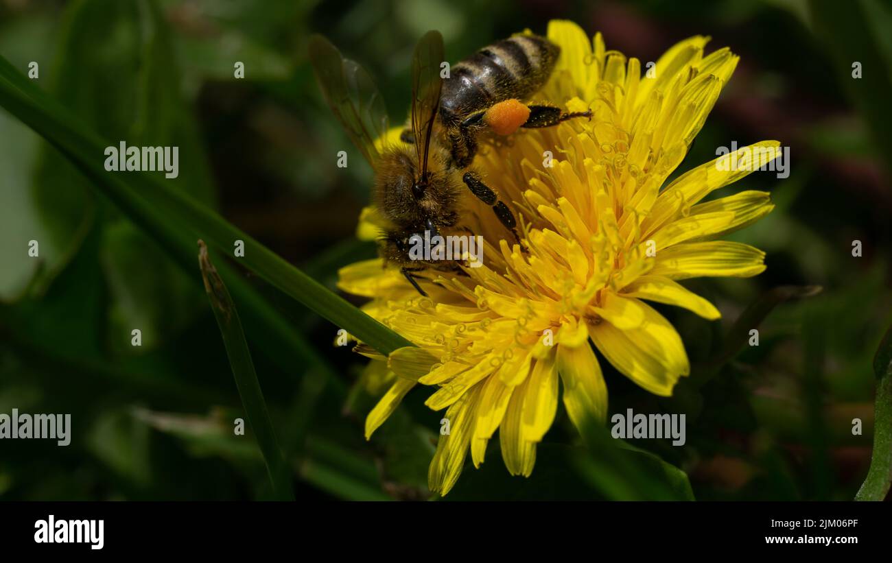 Honey bee feeding on yellow hi-res stock photography and images - Alamy