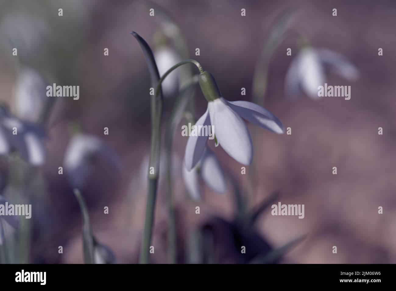 A closeup of Snowdrop white flower Stock Photo