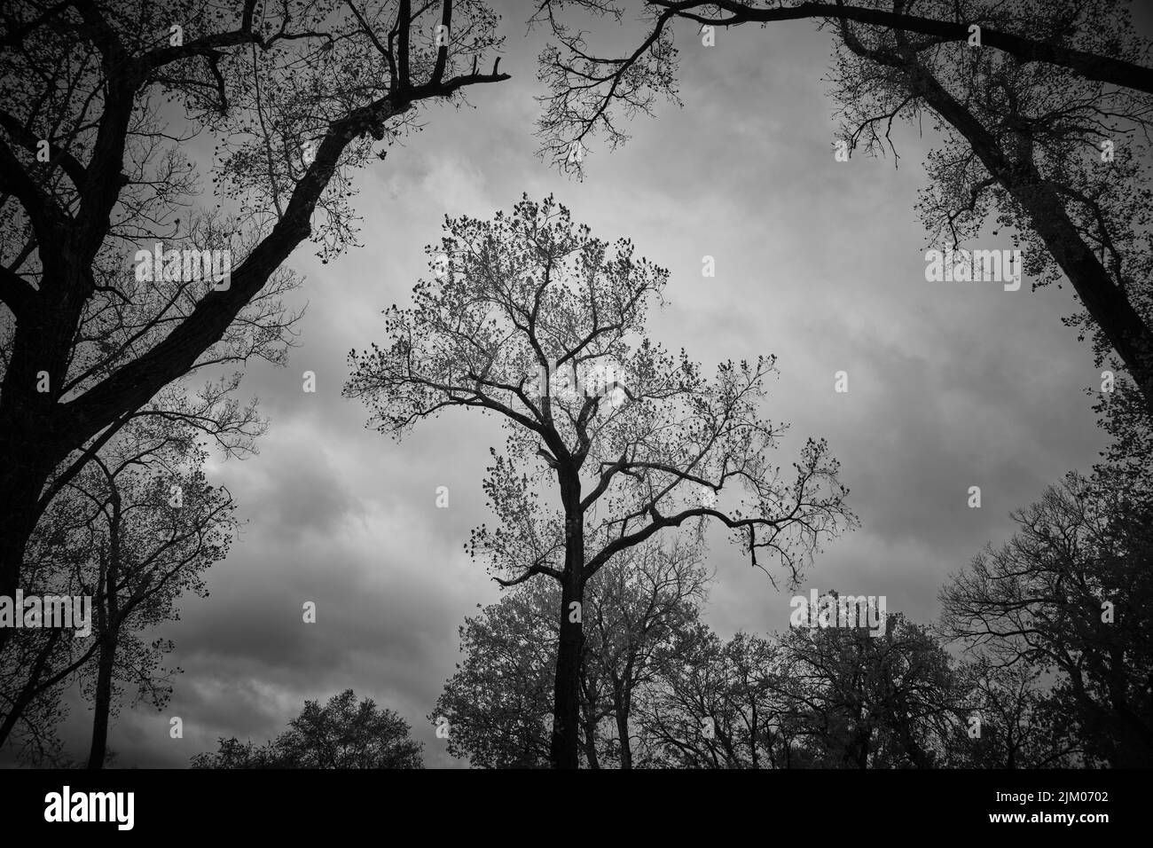 a low angle shot of tree against clouds Stock Photo - Alamy