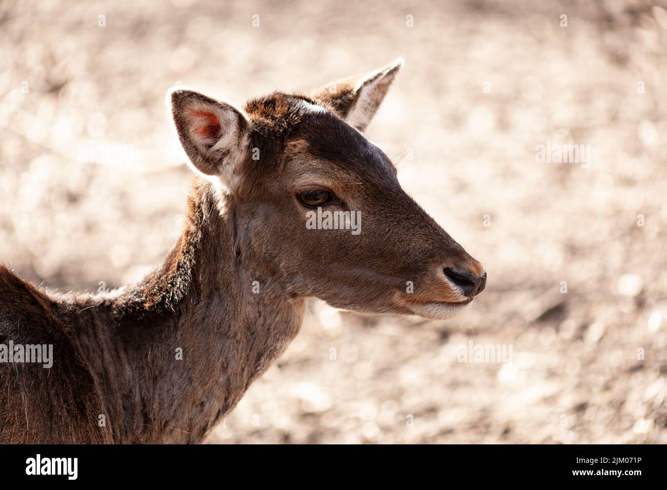 The close-up shot of the head of the fallow deer Stock Photo