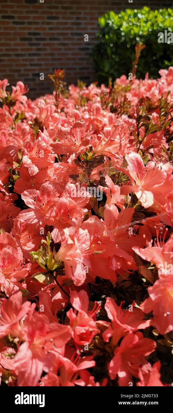 A vertical shot of Azalea japonica (Rhododendron) under the sunlight in the garden Stock Photo