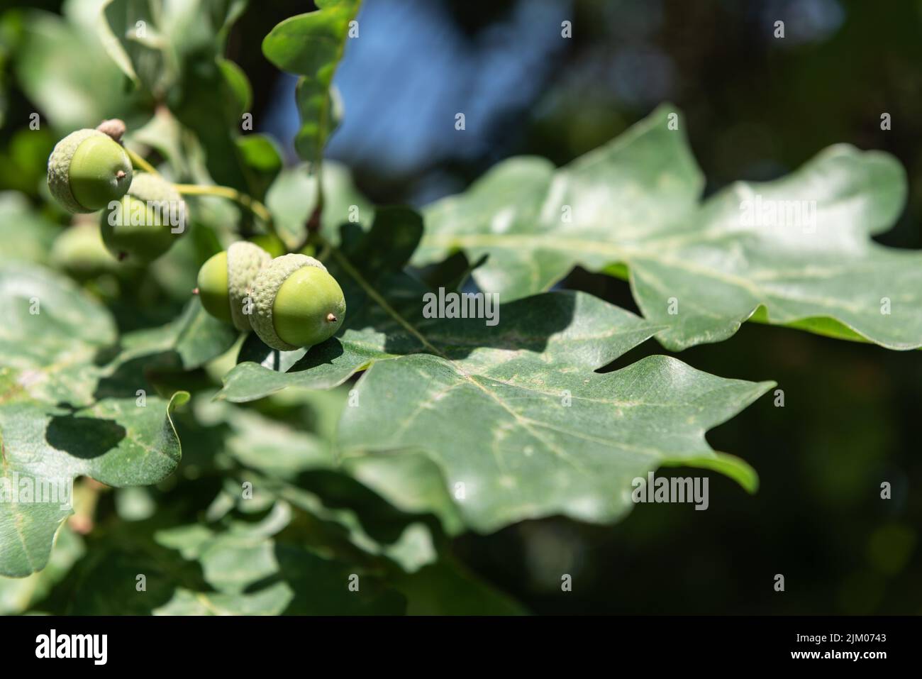 Young acorns on a branch with green oak leaves against a blue sky, close-up. Concept of power and longevity. Stock Photo