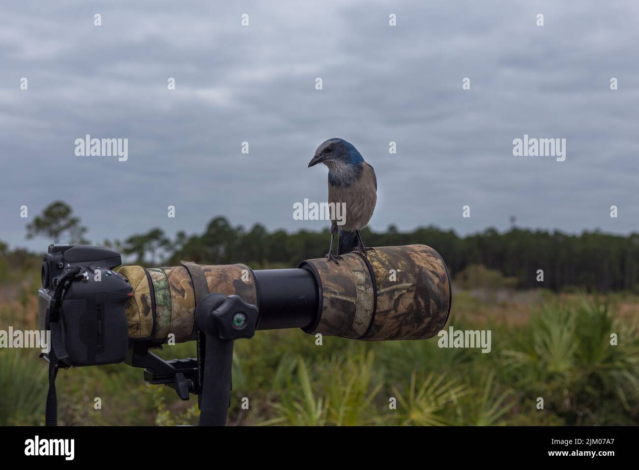 A blue scrub jay perched on a professional camera in Merritt Island, Florida Stock Photo