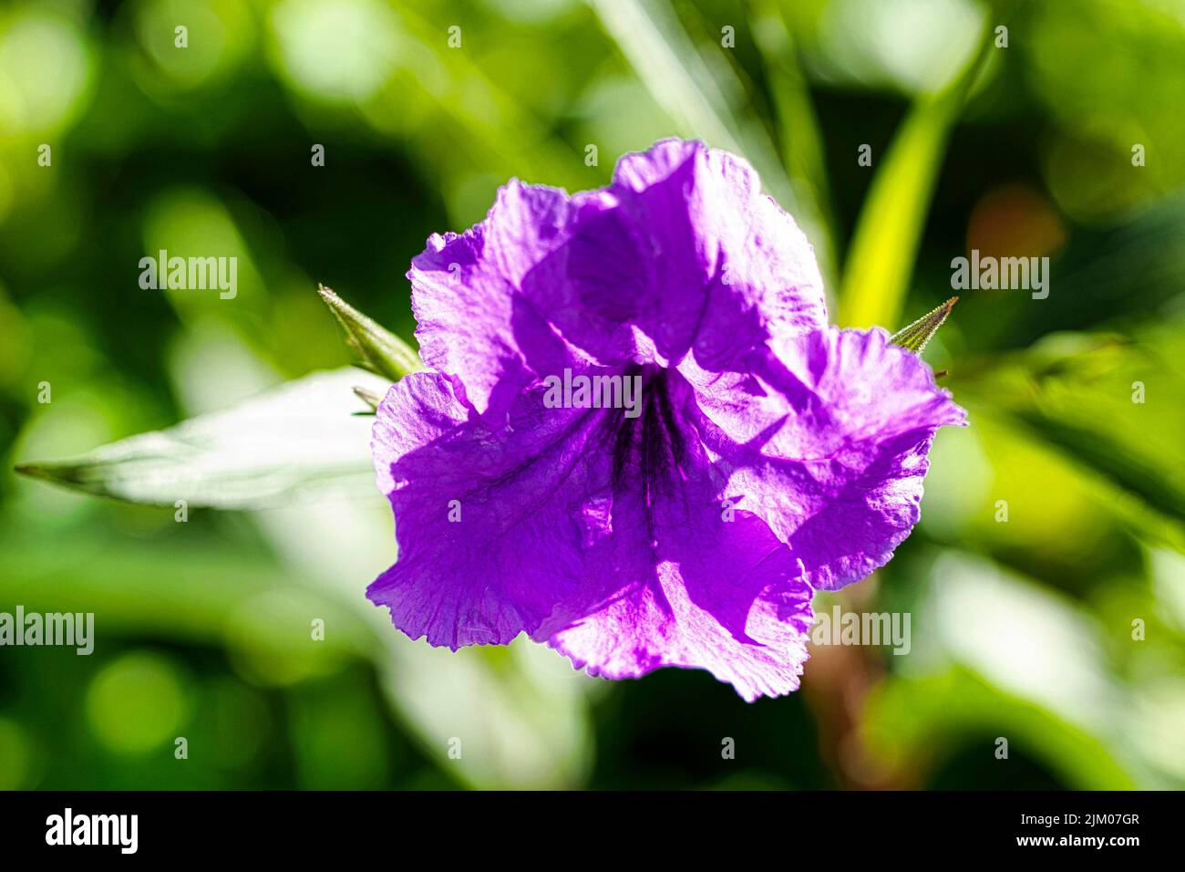 A closeup shot of a blooming purple Ruellia flower Stock Photo