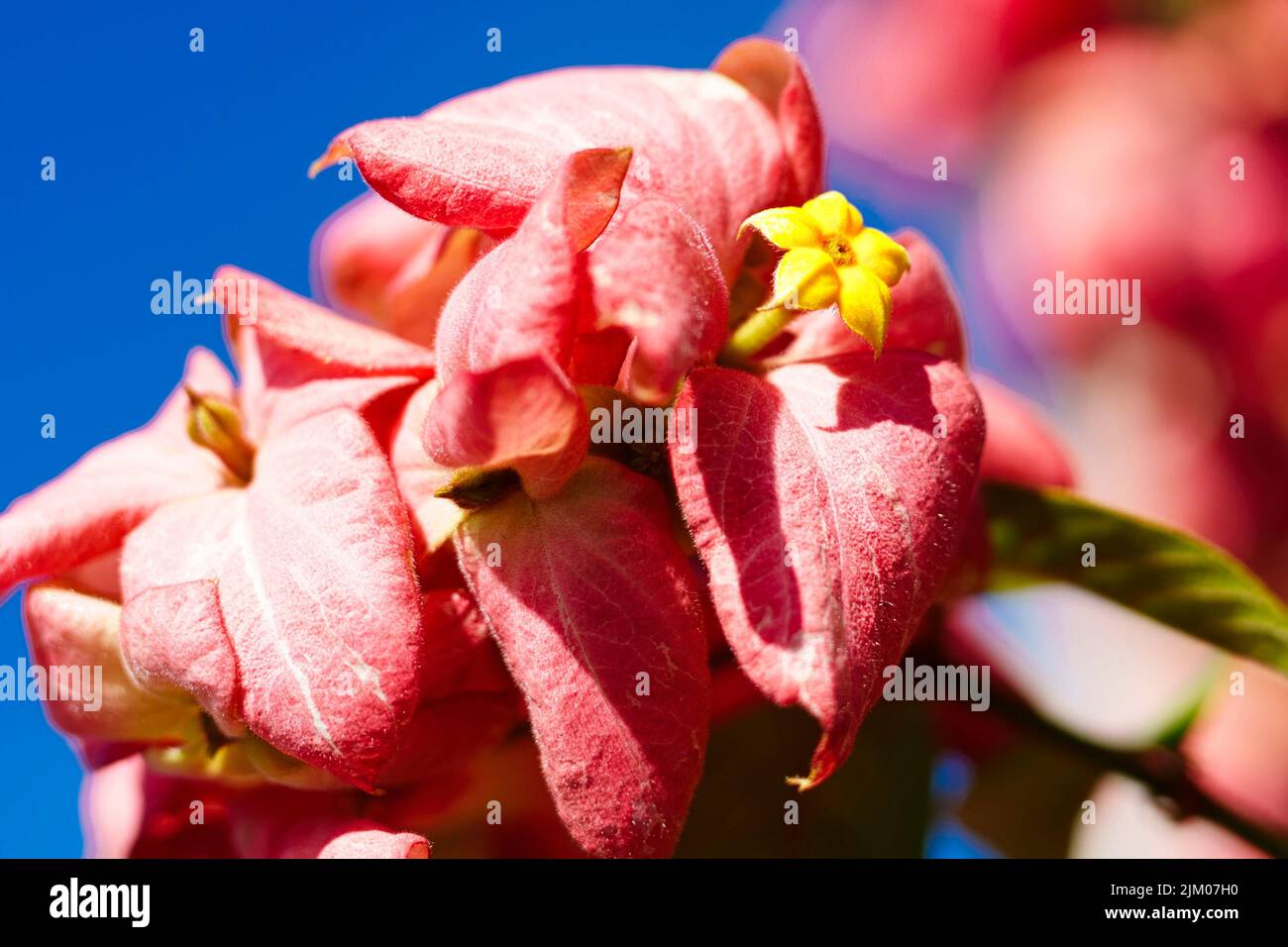 A closeup shot of blooming pink Mussaenda flowers Stock Photo