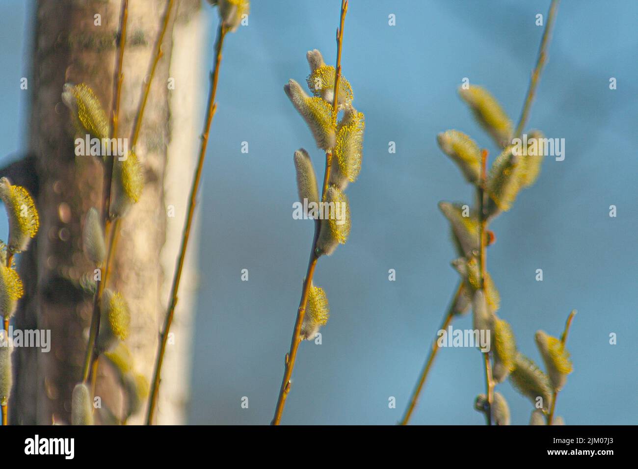 A closeup shot of fuzzy willow tree branches Stock Photo