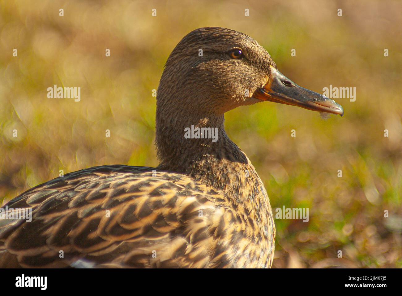 A closeup shot of a brown mallard duck perched on a field Stock Photo