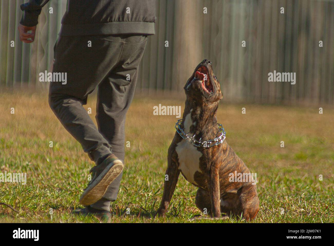 A bulldog looking up at its owner on a field Stock Photo