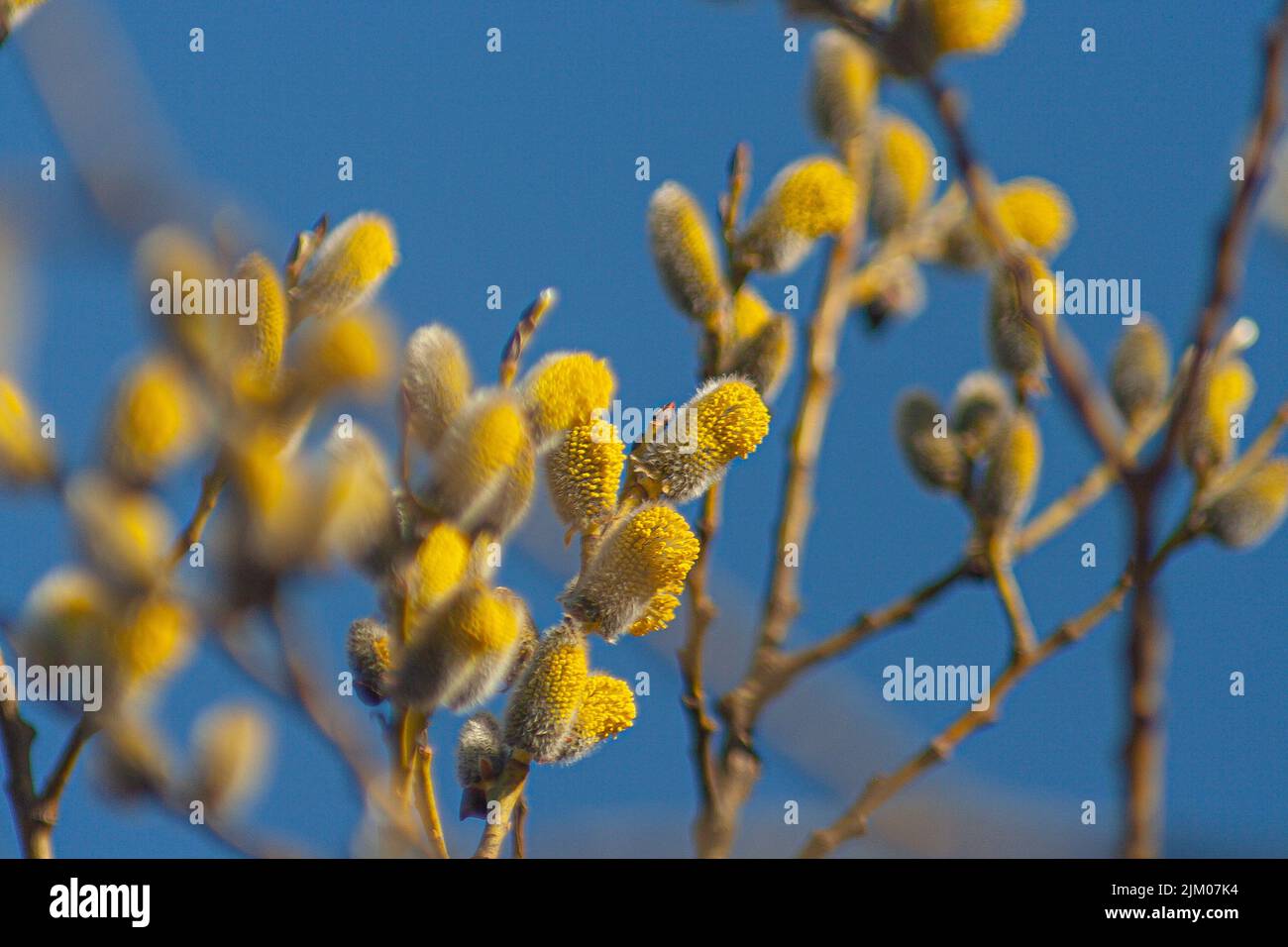 A closeup shot of fuzzy willow tree branches Stock Photo