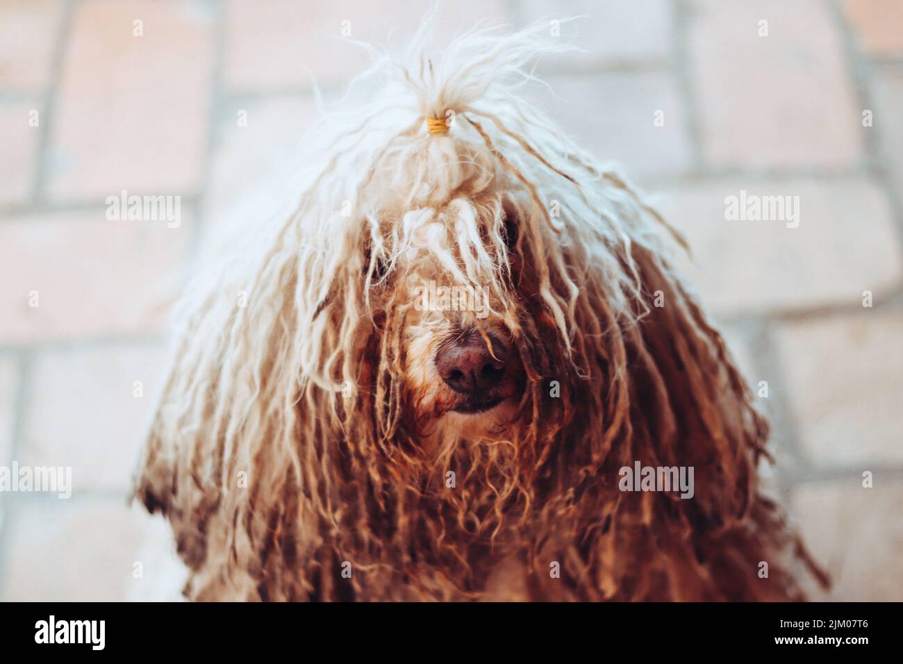 A Hungarian Puli dog with an interesting hairstyle. Stock Photo