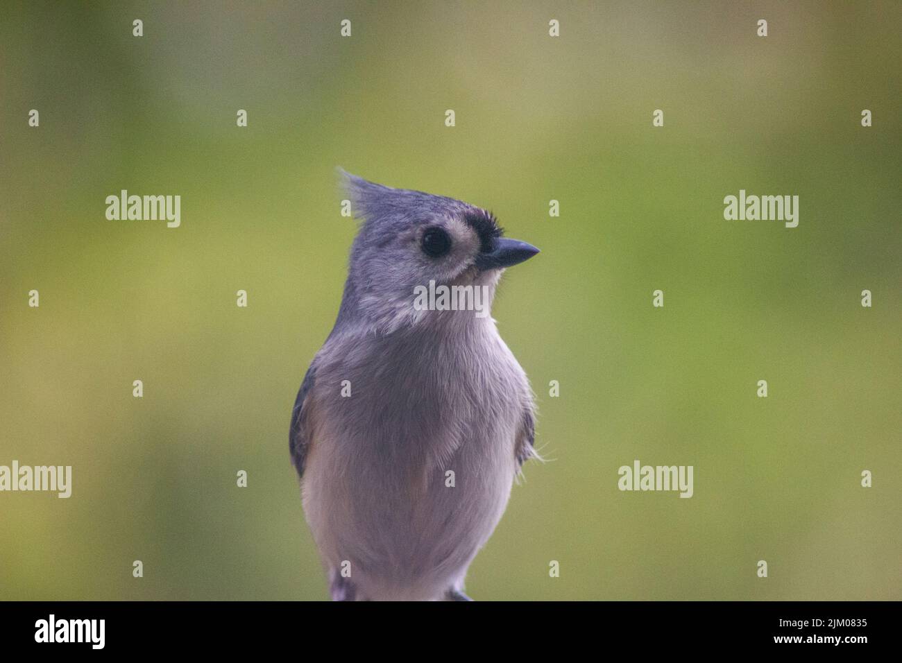A closeup of a Black-crested Titmouse bird in the meadow Stock Photo