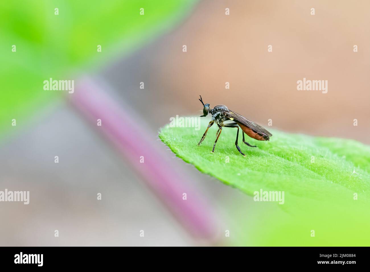 A fly, Dioctria hyalipennis, standing on a leaf in the garden Stock Photo