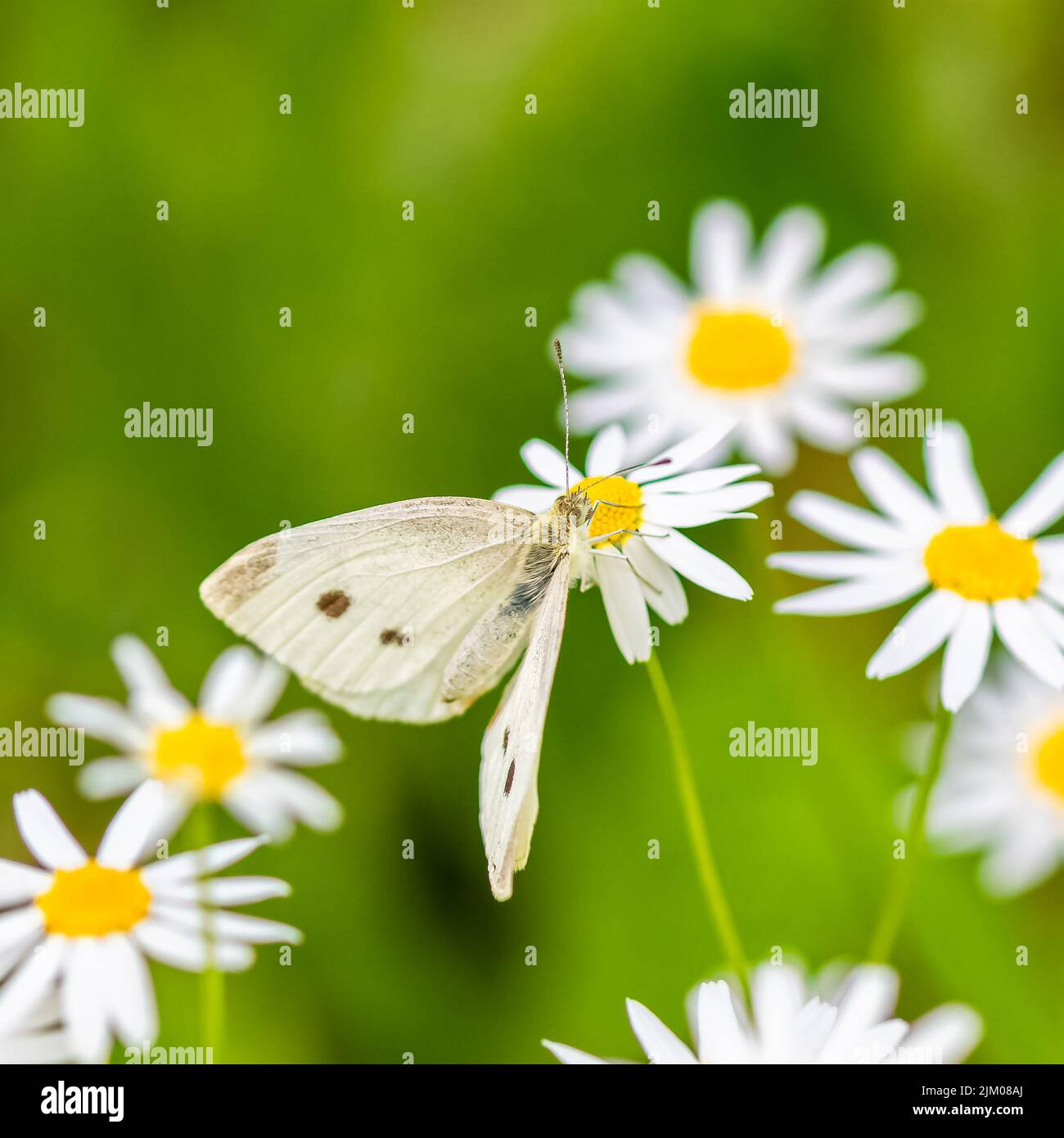 Beautiful image pieris rapae hi-res stock photography and images - Alamy