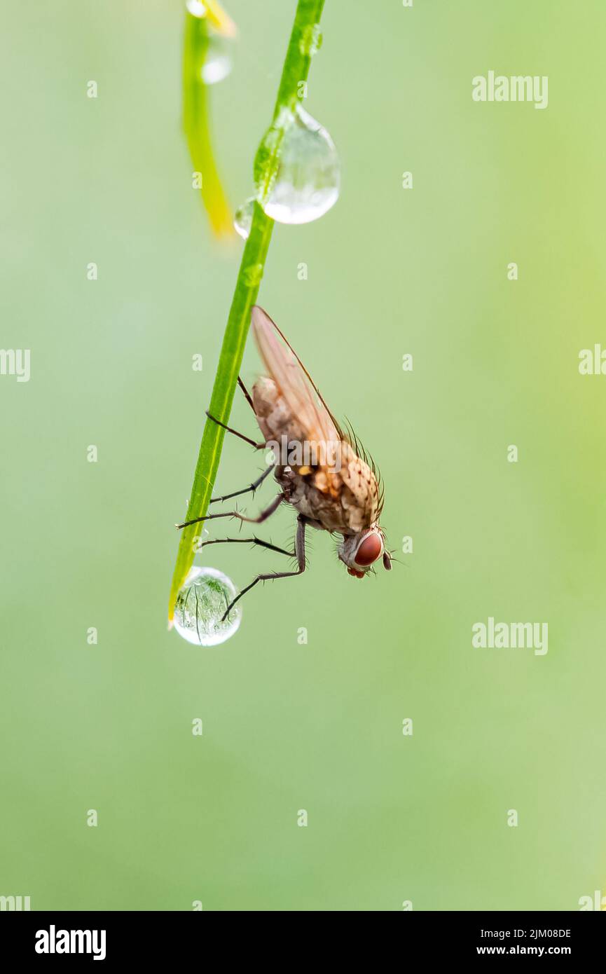 A fly standing on a leaf in the garden, with a drop after the rain Stock Photo