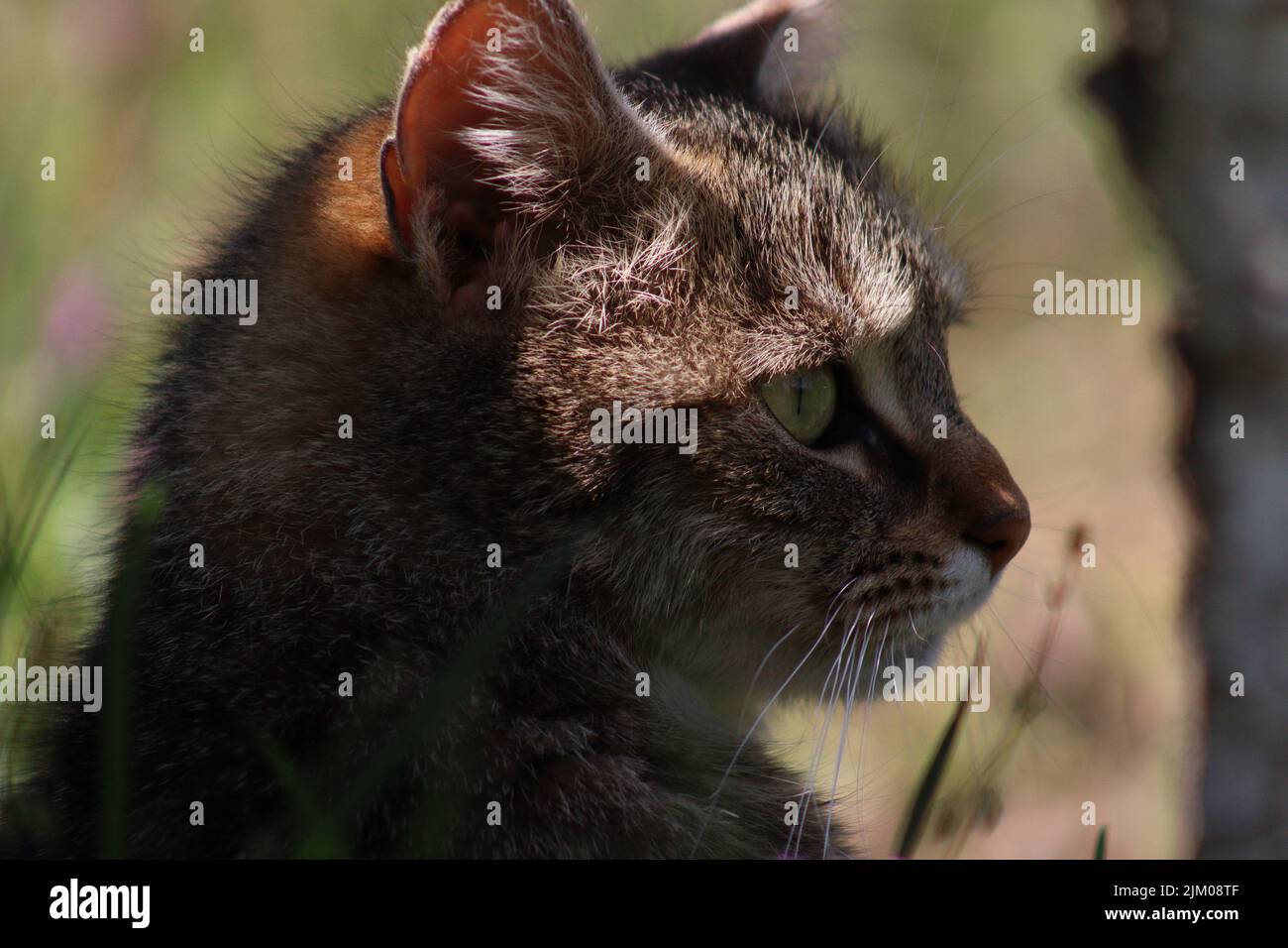 A shallow focus shot of a tabby cat's profile, blurred grass blades in the foreground Stock Photo