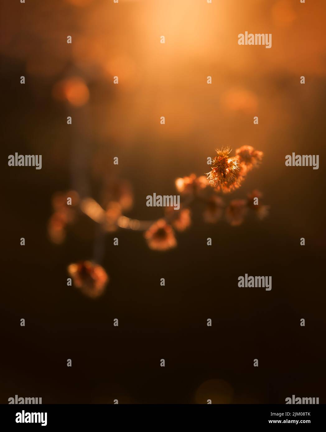 The grass with flowers in the field at sunset Stock Photo - Alamy