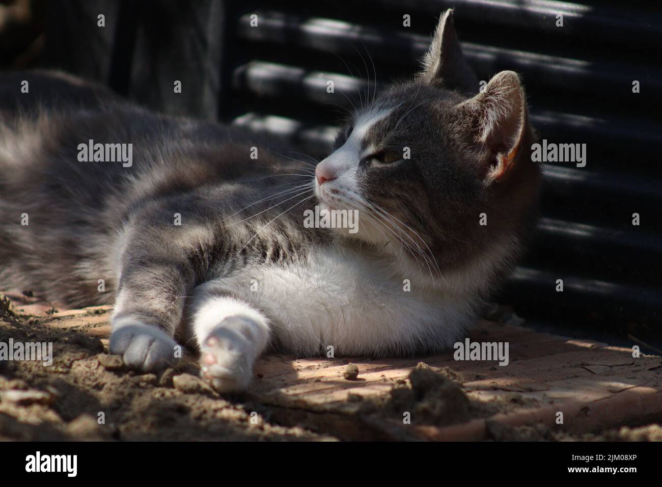 A closeup of a European shorthair cat laying on its side Stock Photo