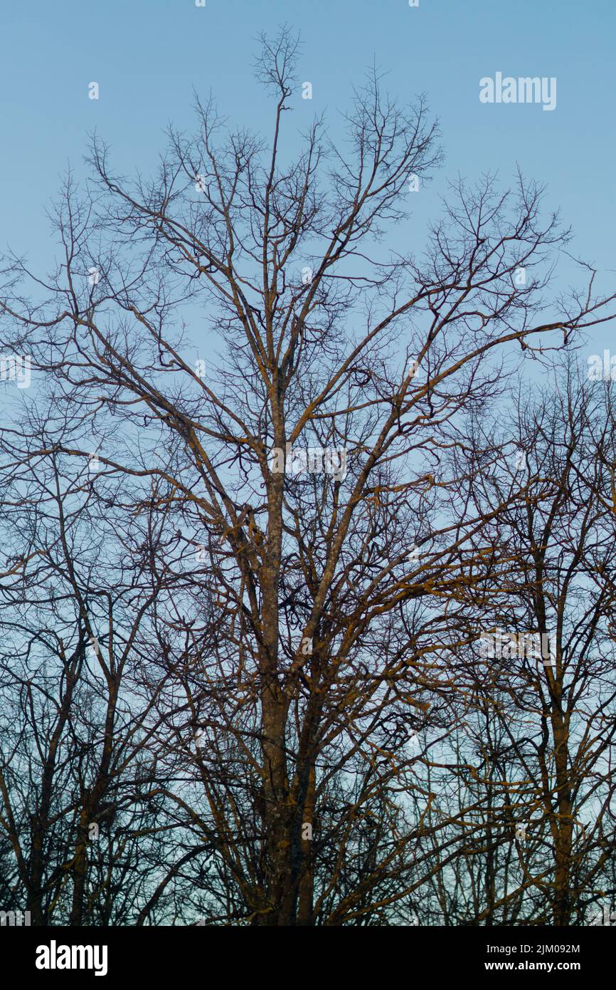 Leafless Tree Under Blue Sky During Daytime Stock Photo - Alamy