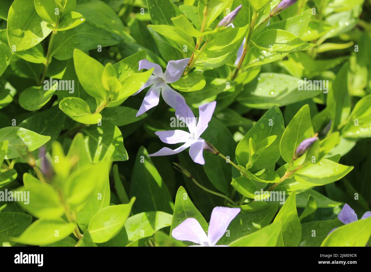 A closeup shot of lesser periwinkles blossoming in spring Stock Photo