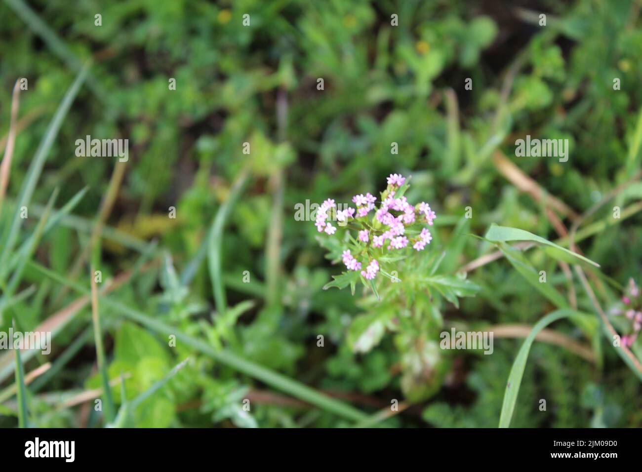 A closeup shot of valerian on the blurry background Stock Photo