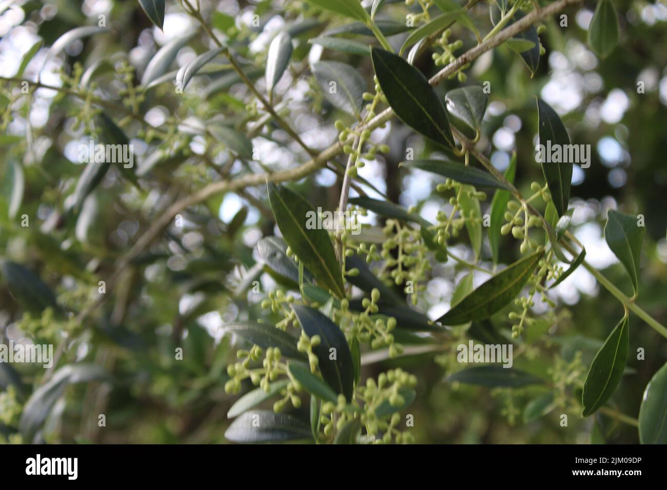 A closeup shot of a camphor tree on the blurry background Stock Photo