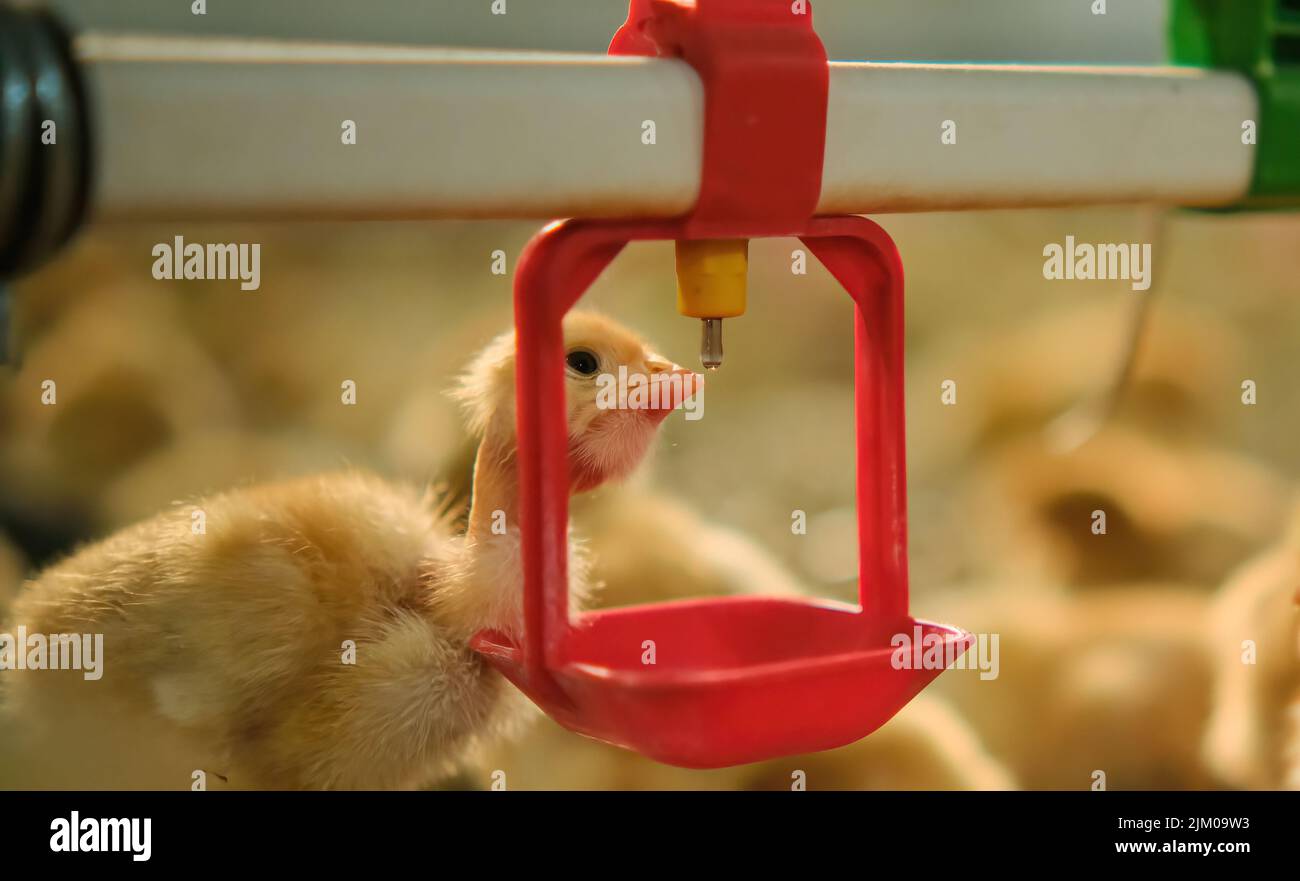 farm Chickens poultry drinking water by nipple drinker system fresh water Stock Photo