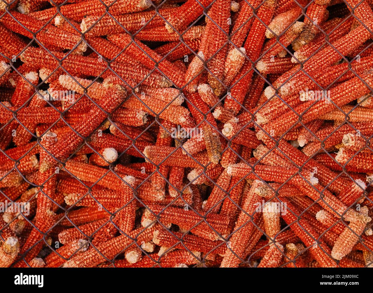 Background of pile of the old empty corn cobs with removed kernels in ...