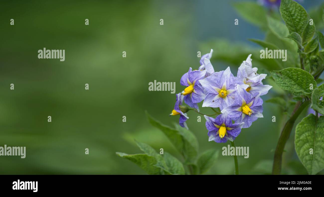 Flowering potato plant, potatoes flowers blossom. Close up organic