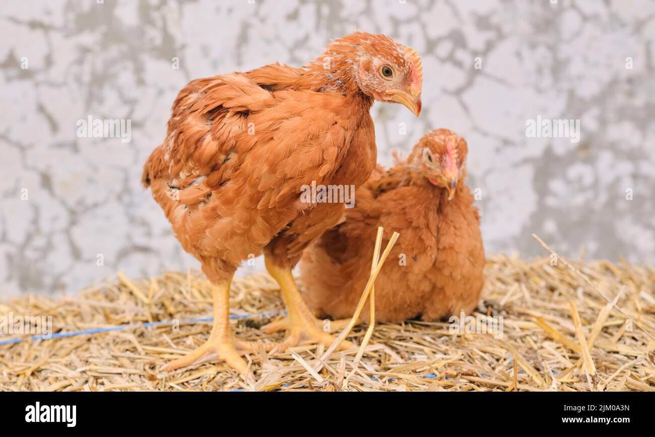 chickens poultry hen standing straw bale in front of white concrete