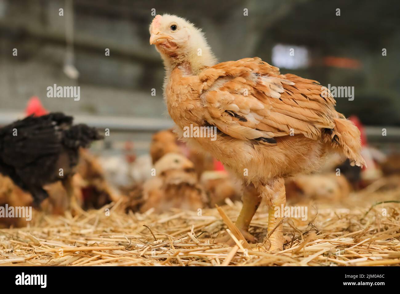 red brown Chickens poultry on straw bedding in farm production lookin