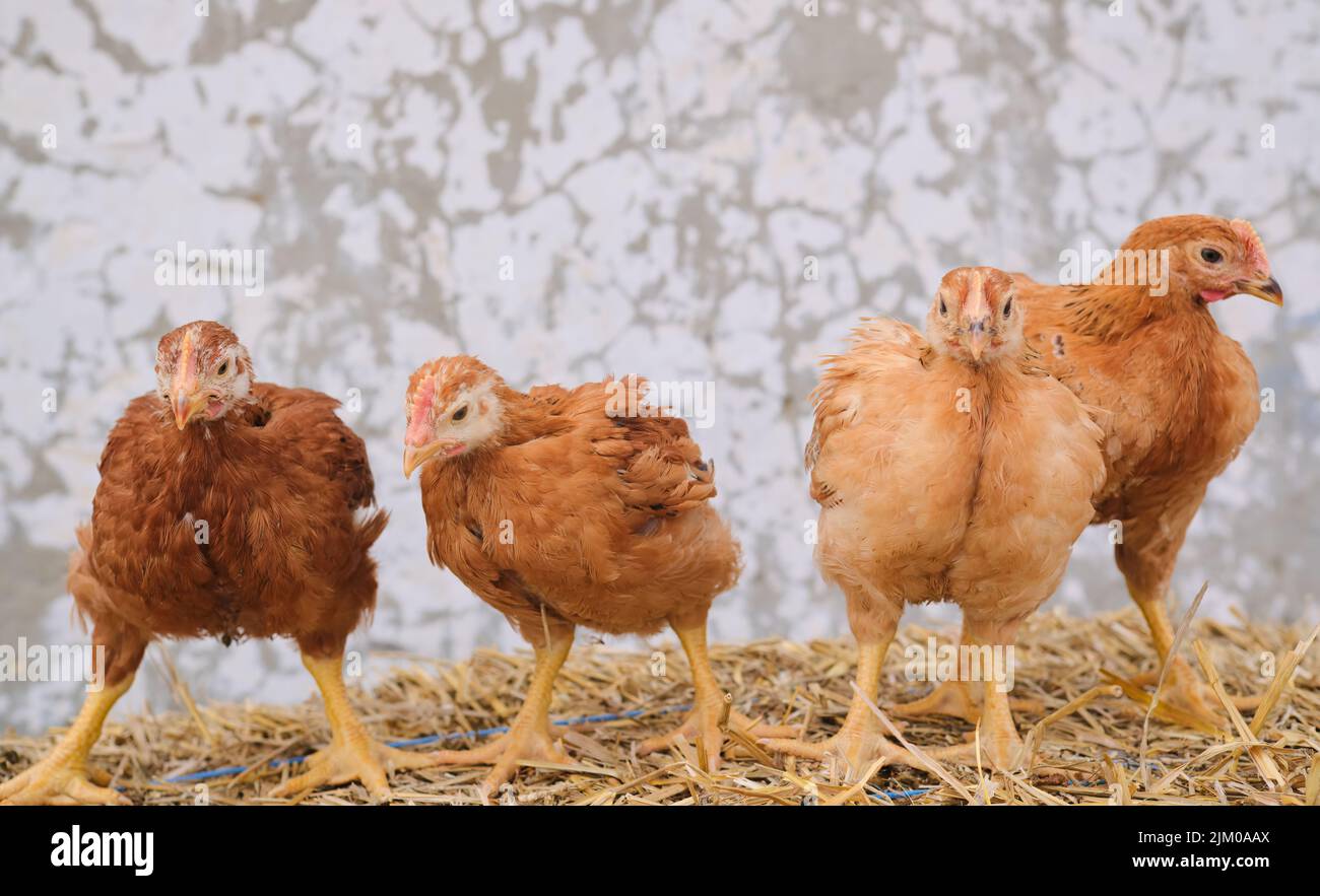 red young chickens poultry hen standing straw bale looking in front