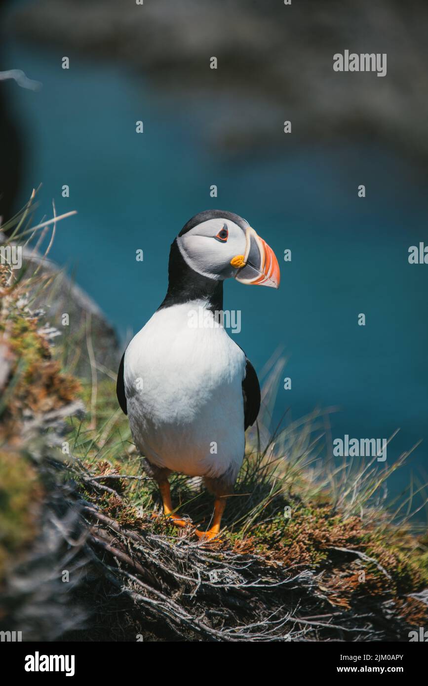 A vertical closeup of the Atlantic puffin, Fratercula arctica, also known as the common puffin. Stock Photo