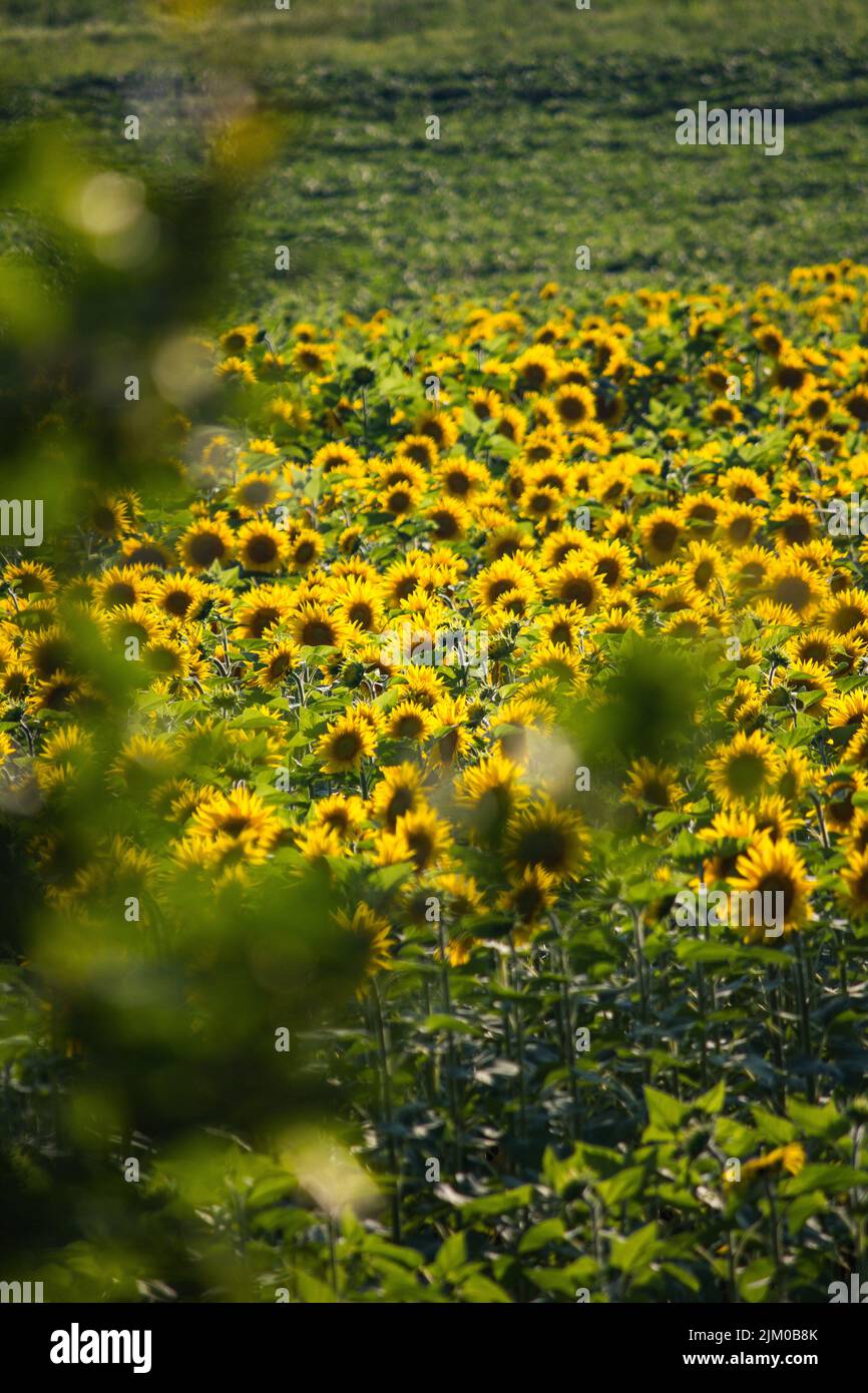 The yellow sunflower field under blue sky during daytime Stock Photo ...