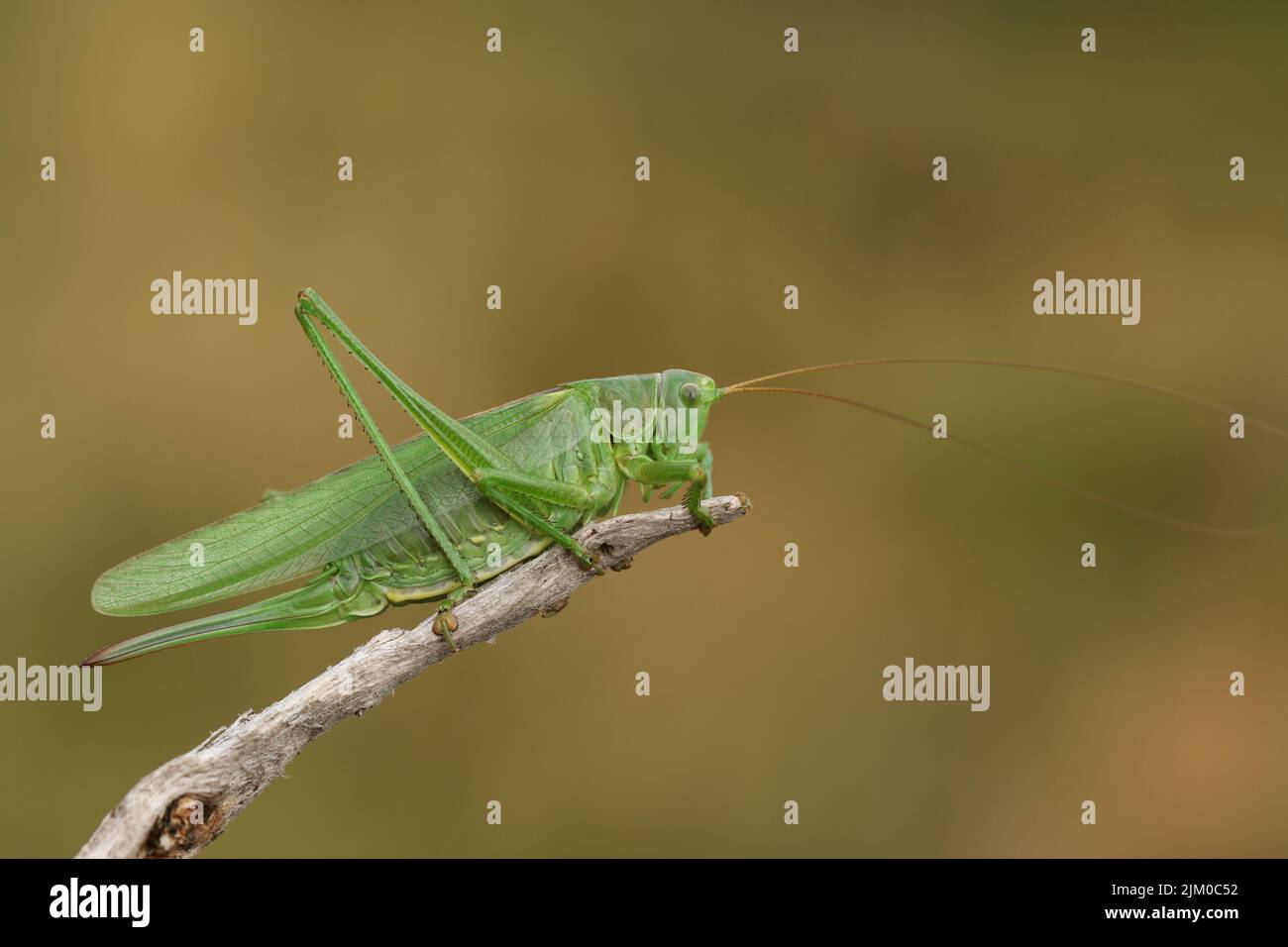 A rare Great Green Bush-cricket, Tettigonia viridissima, resting on a twig. Stock Photo