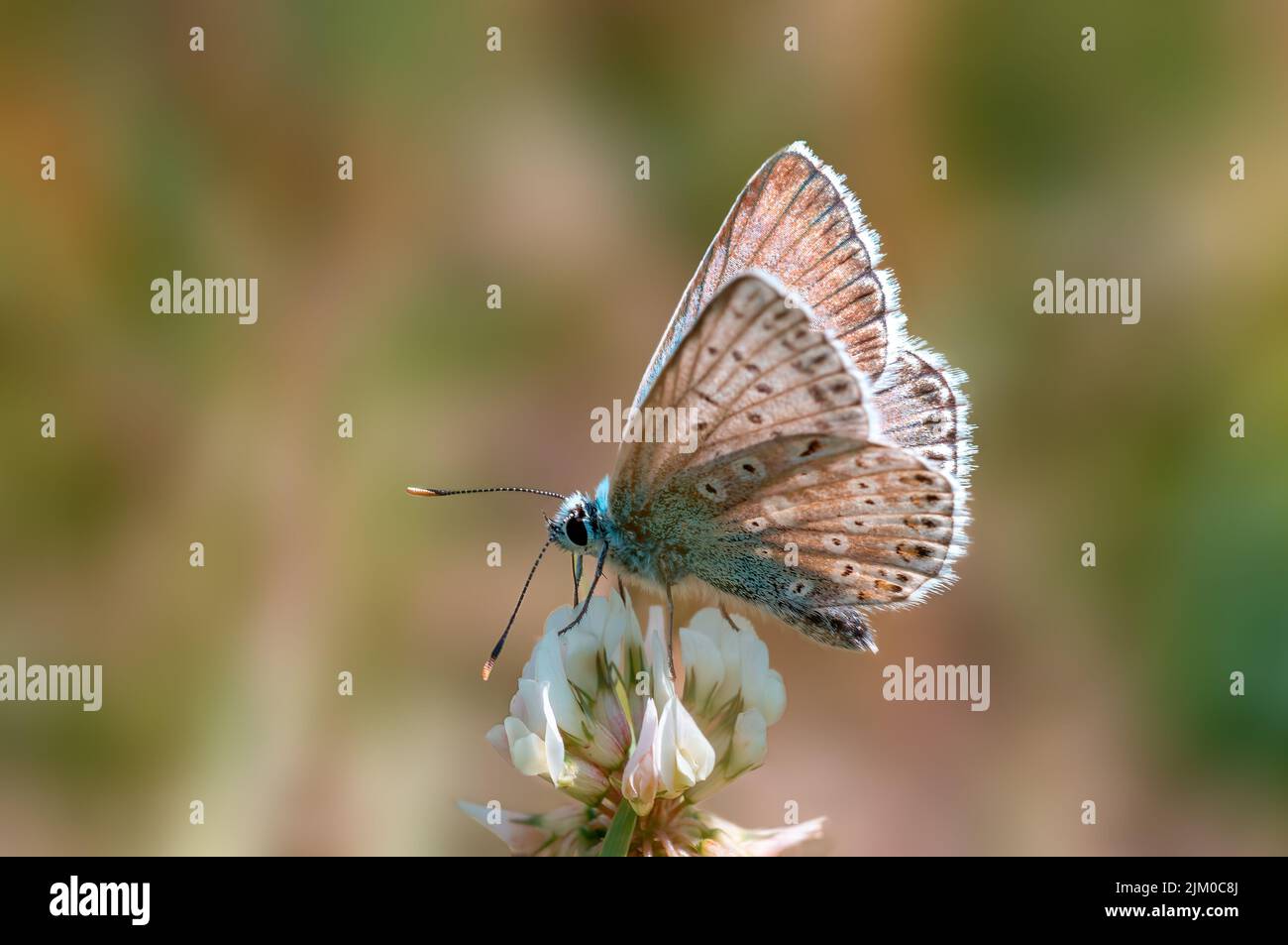 a common blue butterfly sits on a flower in a meadow Stock Photo - Alamy