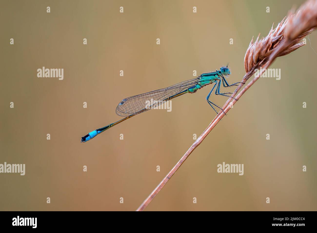 a blue damselfly dragonfly sits on a stalk in a meadow Stock Photo - Alamy
