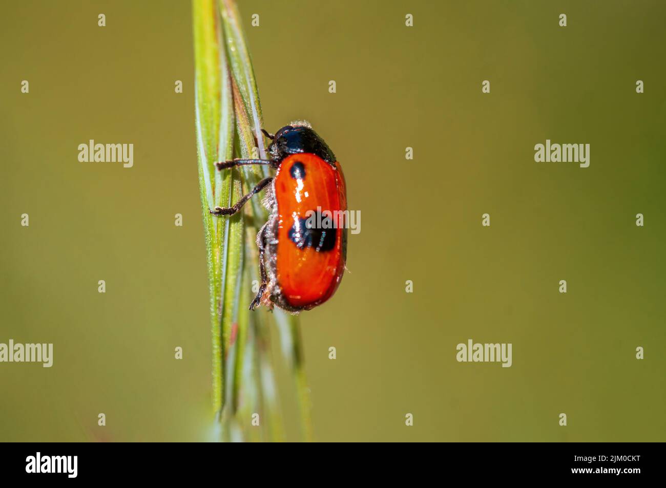 a ant bag beetle sits on a stalk in a meadow Stock Photo - Alamy