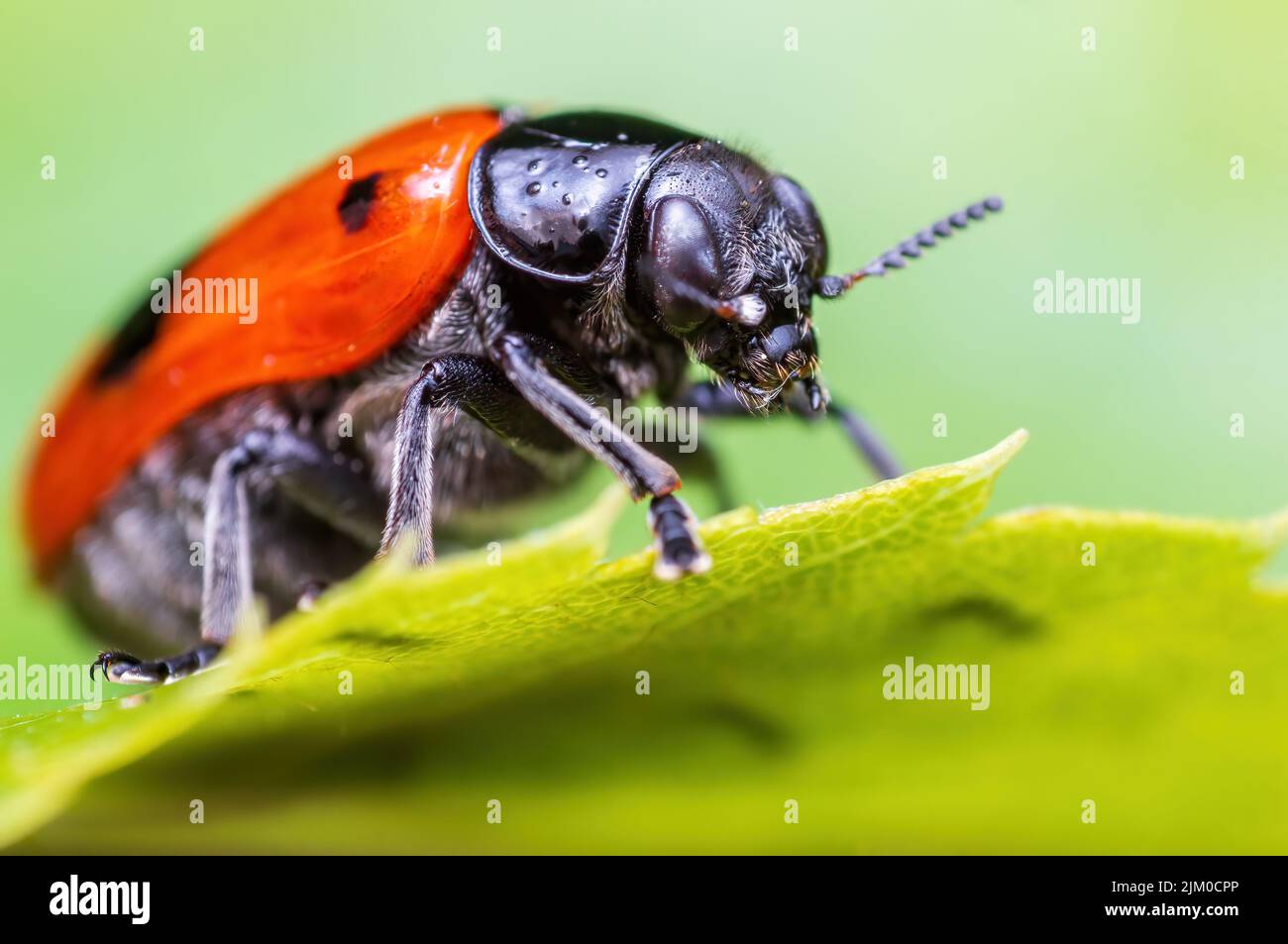 a ant bag beetle sits on a leaf of a bush Stock Photo - Alamy