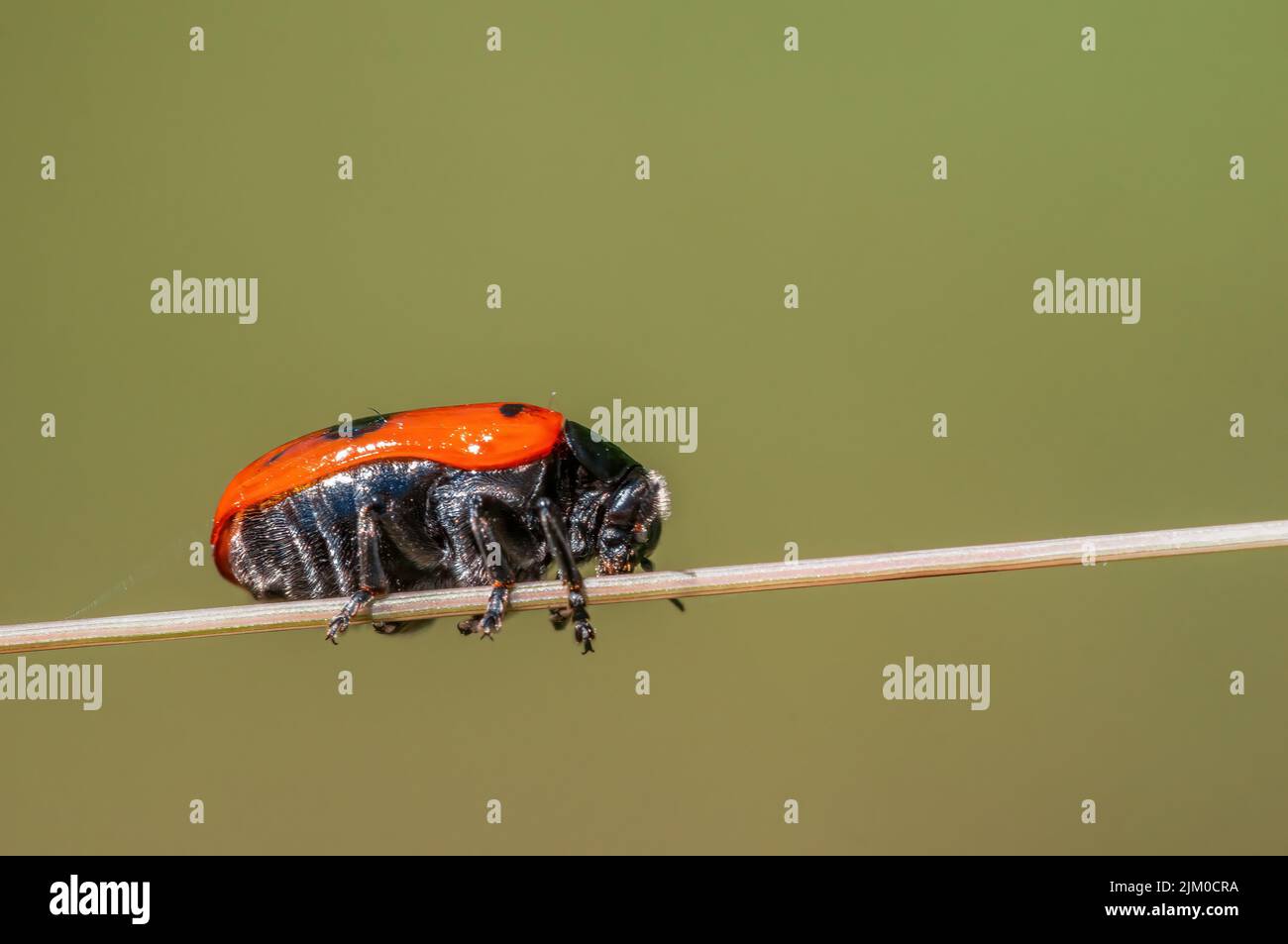 a ant bag beetle sits on a stalk in a meadow Stock Photo - Alamy