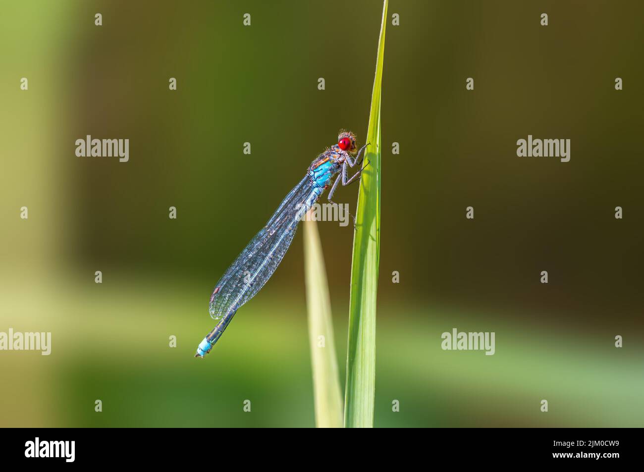 a blue damselfly dragonfly sits on a stalk in a meadow Stock Photo - Alamy