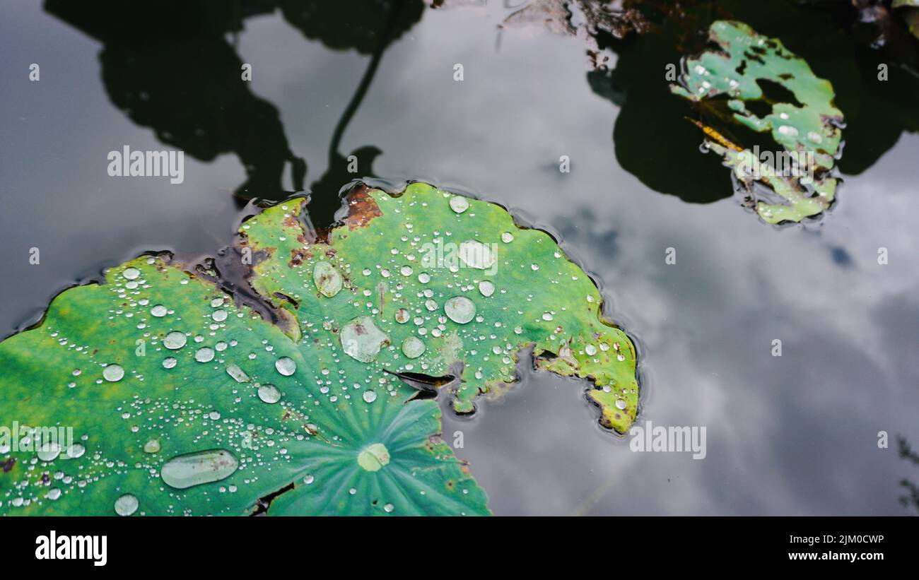 A closeup shot of a water drops on lotus leaves on a rainy day Stock ...